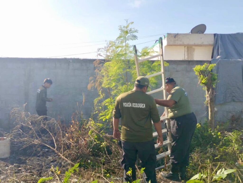 Salvan a tres perritos de morir en una fosa de 3 metros de profundidad en Kanasín.