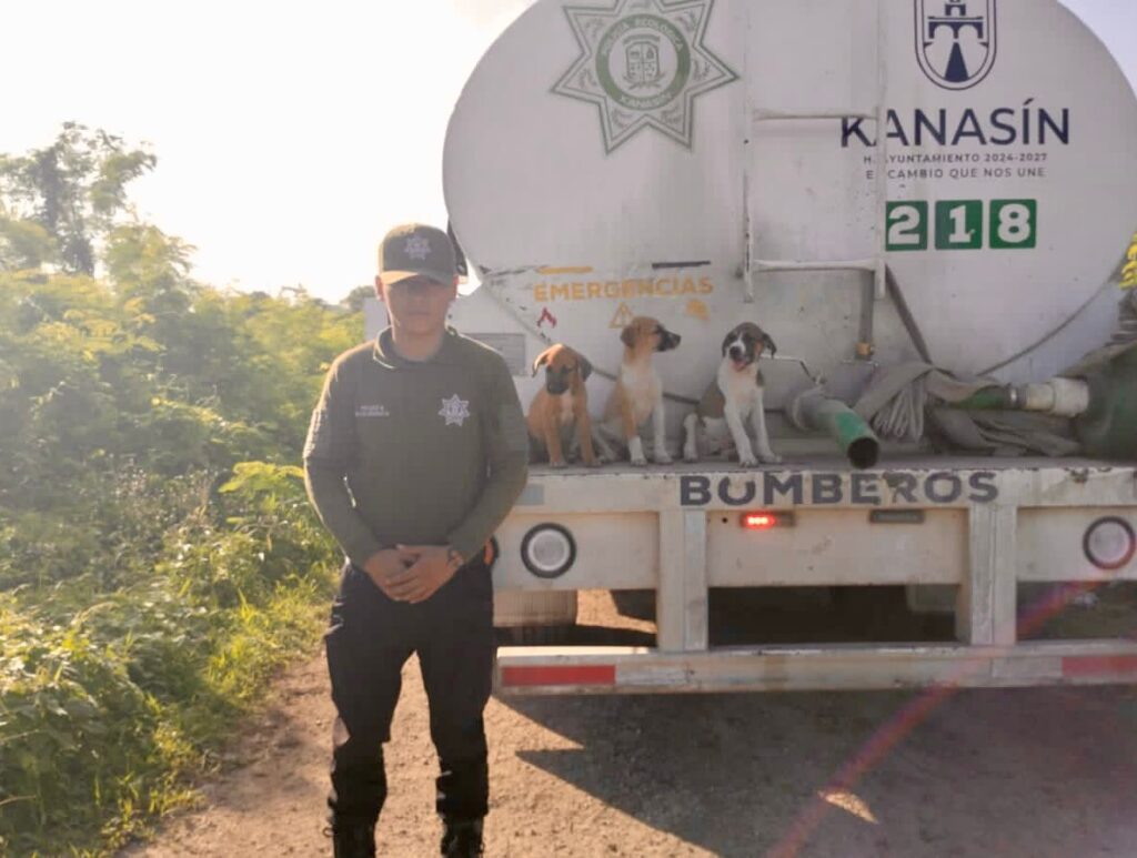 Policía Ecológica de Kanasín rescata a tres cachorros atrapados en un sumidero."