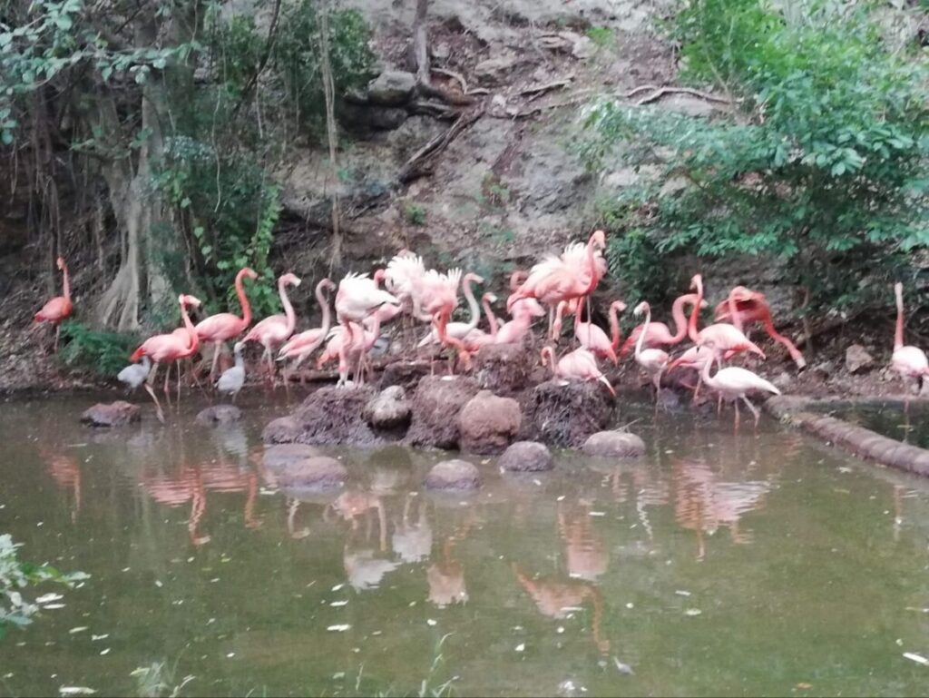Flamencos nacen en el Zoológico del Bicentenario Animaya
