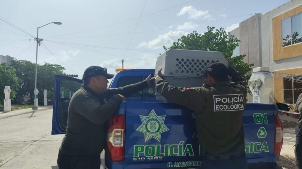 Por presunto maltrato animal, se le impone a mujer multa de poco más de $12,000