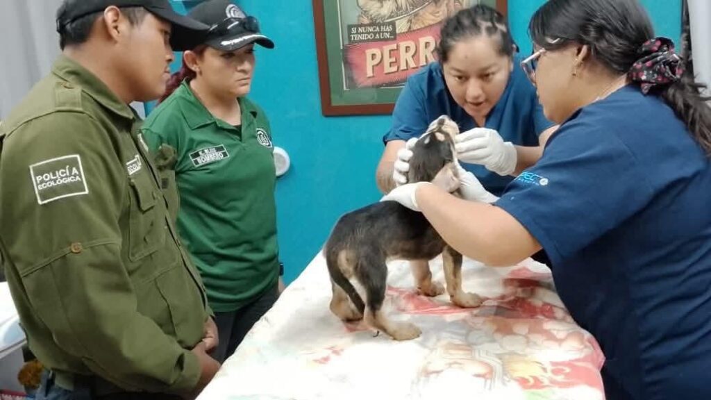 Por presunto maltrato animal, se le impone a mujer multa de poco más de $12,000