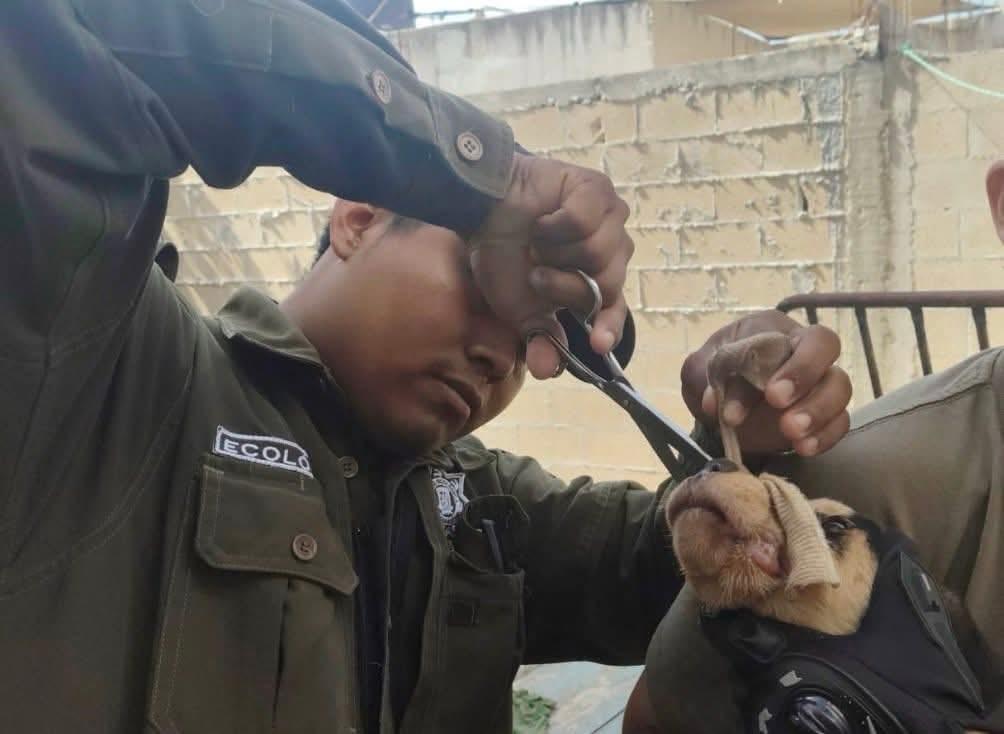 Por presunto maltrato animal, se le impone a mujer multa de poco más de $12,000