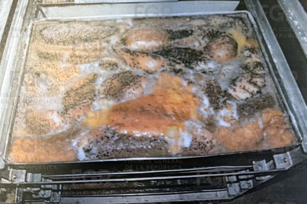 Aseguran embarcación y cargamento ilegal de pepino de mar y pulpo maya; hay 3 detenidos