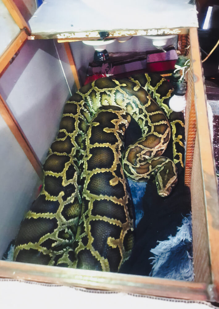 Rescatan a pitón birmana exhibida en un circo de Zacatecas / Profepa