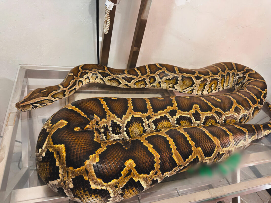 Rescatan a pitón birmana exhibida en un circo de Zacatecas / Profepa