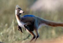 Descubren el fósil de Alnashetri cerropoliciensis, el "dinosaurio gallina" que revoluciona la paleontología