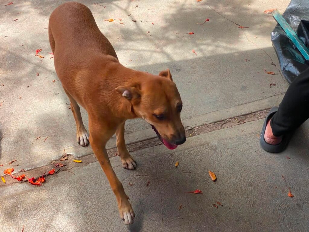 Así fue el exitoso rescate de Maruchan la perrita consentida del tianguis