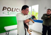 Siete perritos rescatados en Kanasín buscan un hogar; invitan a las familias a cambiarles la vida / Edwin Bojórquez Ramírez