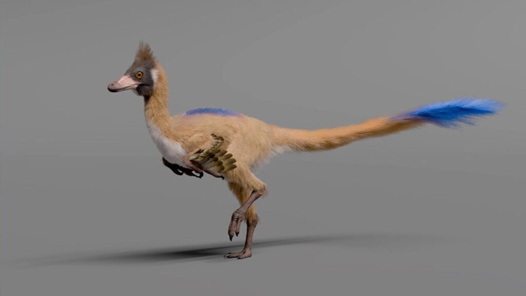 Descubren el fósil de Alnashetri cerropoliciensis, el "dinosaurio gallina" que revoluciona la paleontología