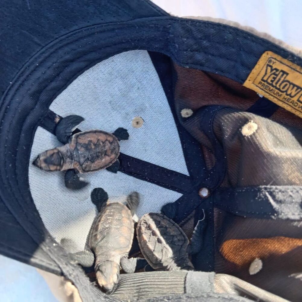 Resguardan huevos y crías de tortuga marina tras quedar expuestos en la costa de Progreso