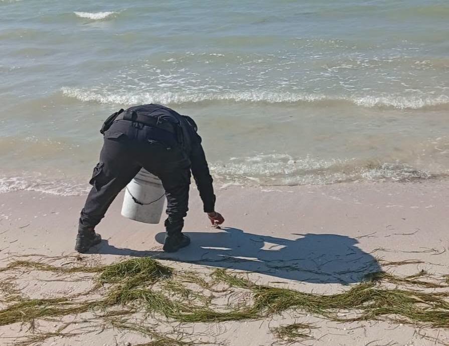 Trabajo coordinado permite la detección oportuna de nido en peligro