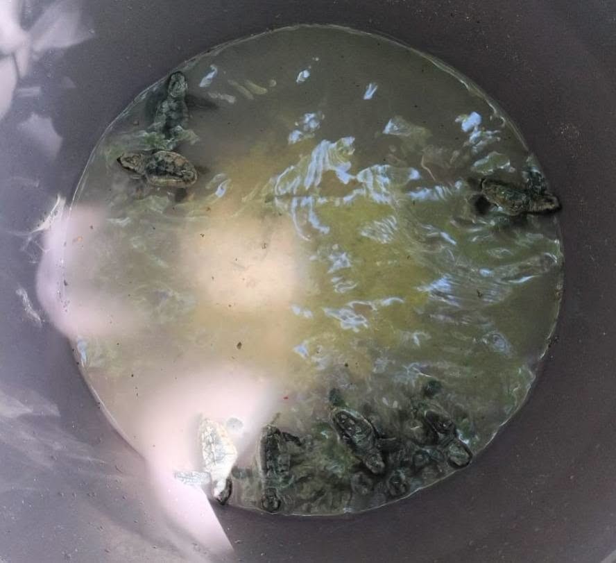 Resguardan huevos y crías de tortuga marina tras quedar expuestos en la costa de Progreso