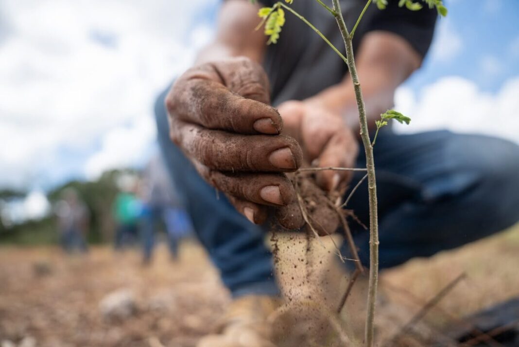 Reforesta Renacimiento Maya 292 hectáreas con más de 64 mil plantas
