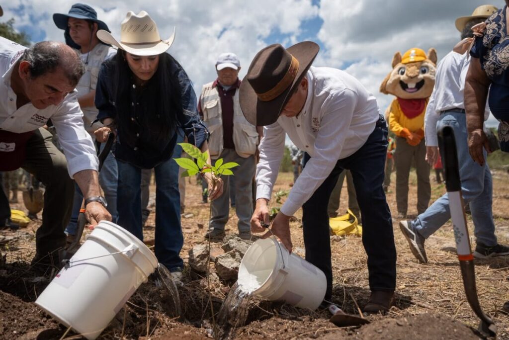 Reforesta Renacimiento Maya 292 hectáreas con más de 64 mil plantas