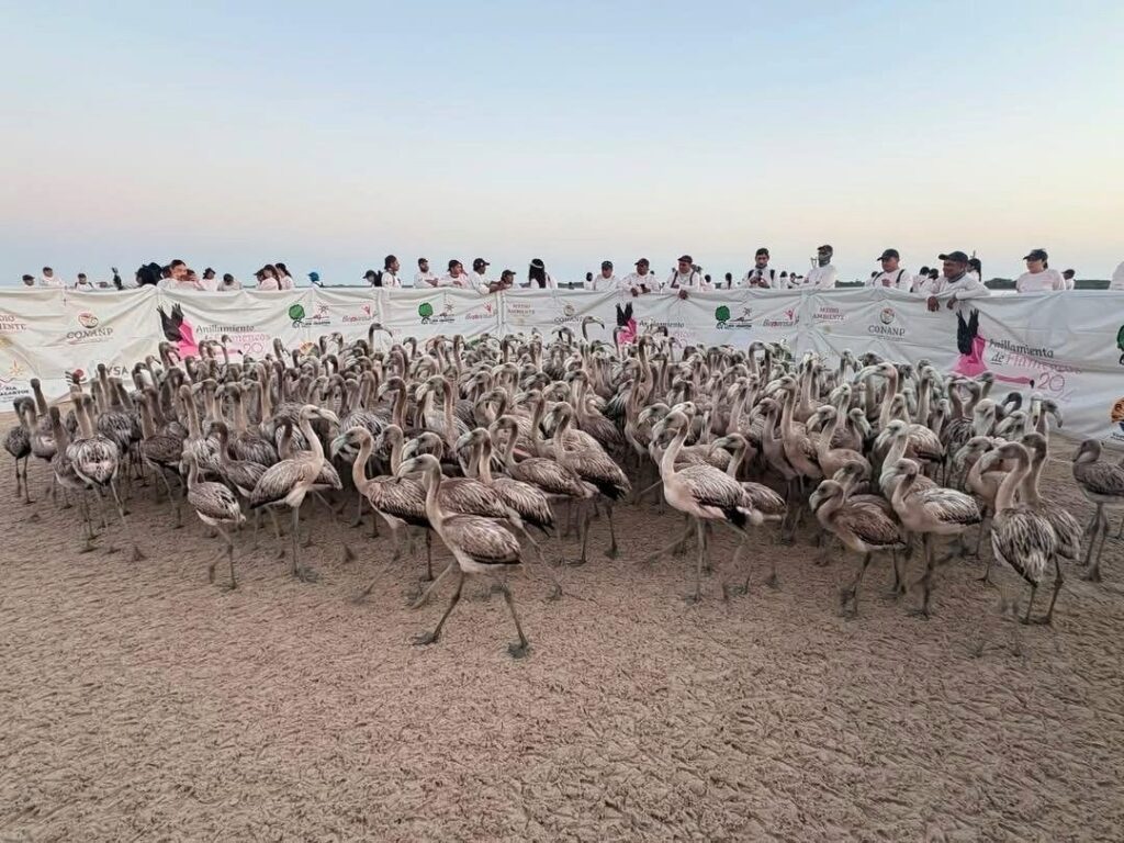 Marcaje histórico de flamenco rosado fortalece el estudio de la fauna silvestre en Yucatán