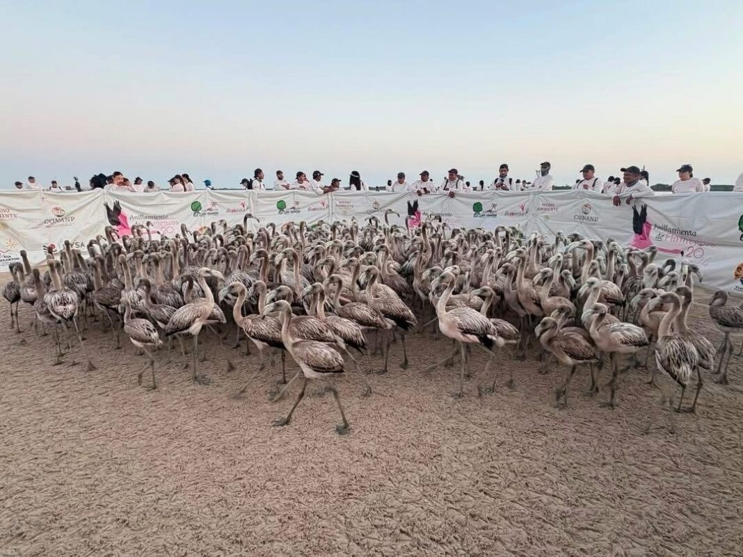 Marcaje histórico de flamenco rosado fortalece el estudio de la fauna silvestre en Yucatán