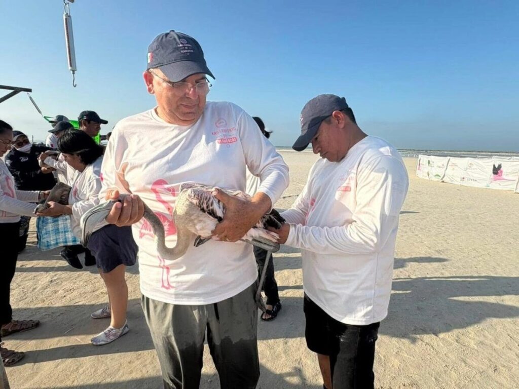 Marcaje histórico de flamenco rosado fortalece el estudio de la fauna silvestre en Yucatán