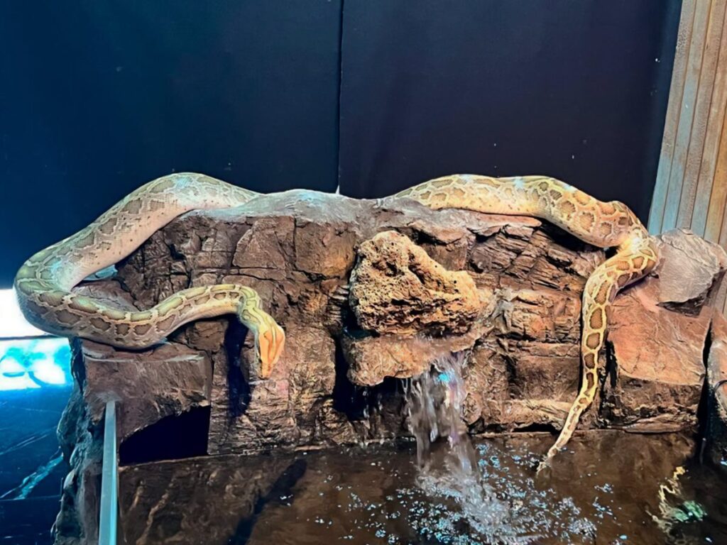 Clausura Profepa establecimiento en Chiapas y asegura tres reptiles