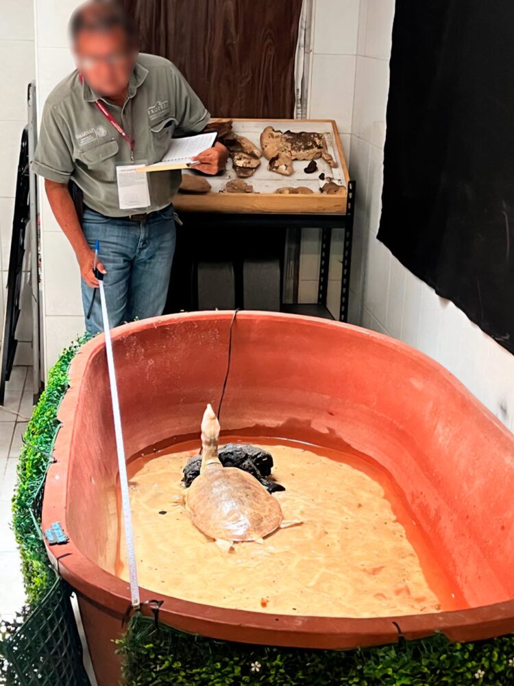 Clausura Profepa establecimiento en Chiapas y asegura tres reptiles