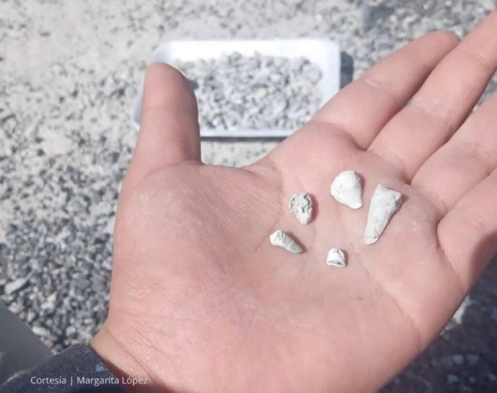Reportan mil 600 dientes de leche en predio de Zacapu; autoridades aún buscan esclarecer su origen