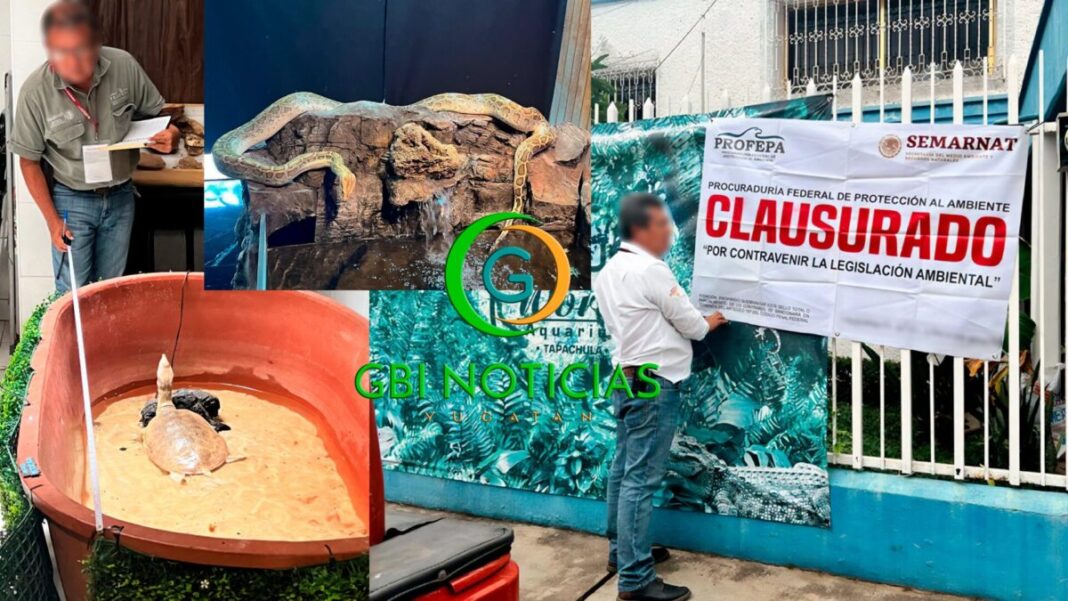 Clausura Profepa establecimiento en Chiapas y asegura tres reptiles