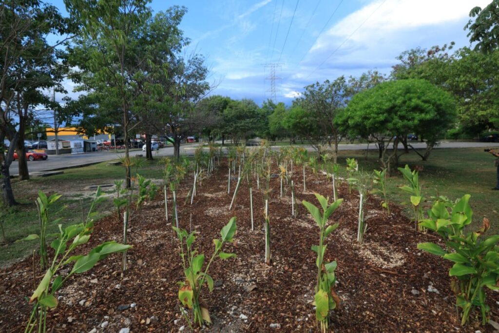 Cecilia Patron entrega primer jardín de lluvia para prevenir encharcamientos en Ciudad Caucel