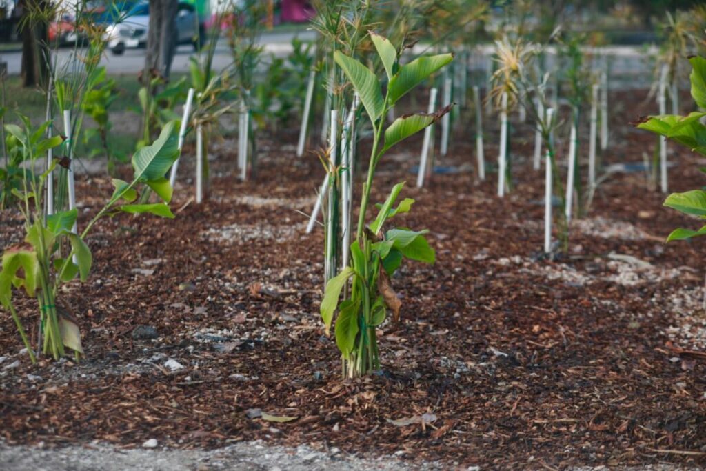 Cecilia Patron entrega primer jardín de lluvia para prevenir encharcamientos en Ciudad Caucel