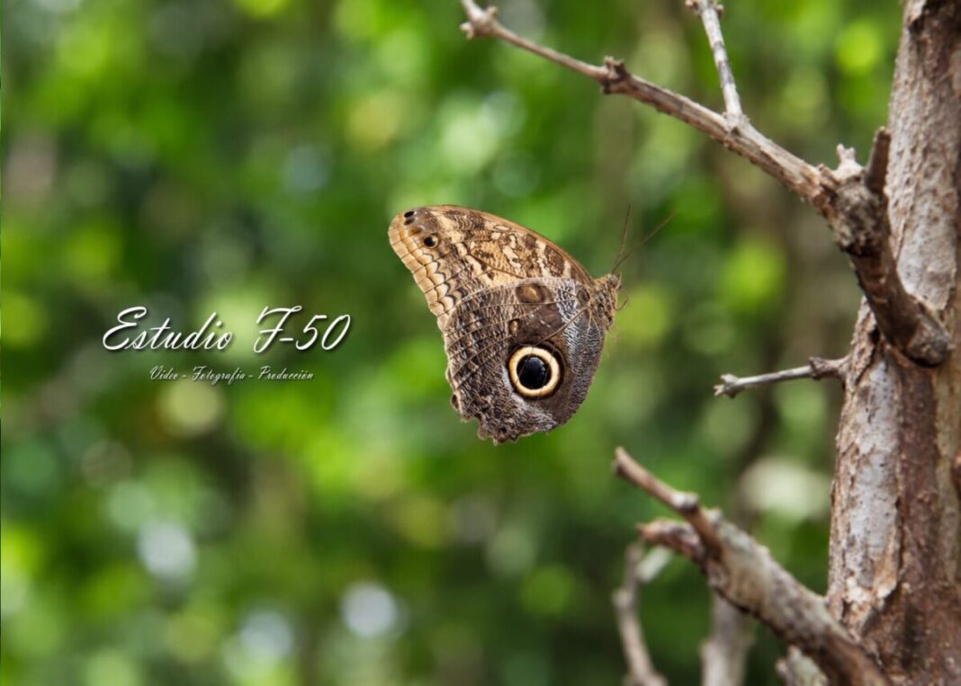 La mariposa búho también habita en Yucatán; conoce sus características / Estudio F-50