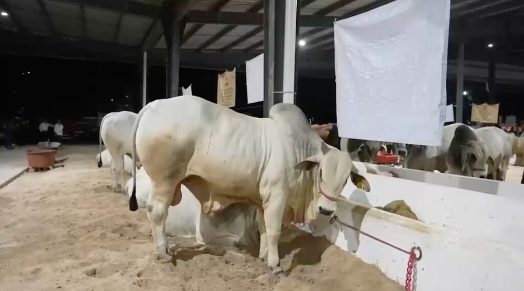 Yucatán recibirá a más de 30 países en el Congreso Mundial Brahman: Joaquín Díaz Mena