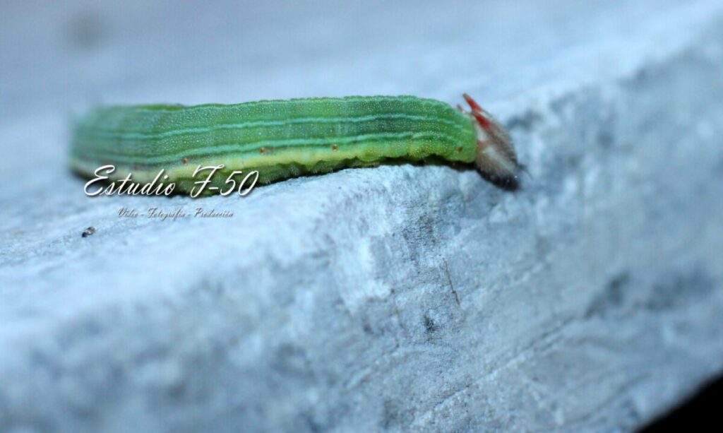 La mariposa búho también habita en Yucatán; conoce sus características / Estudio F-50