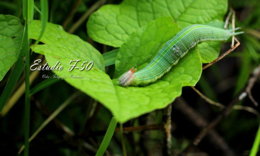 La mariposa búho también habita en Yucatán; conoce sus características / Estudio F-50