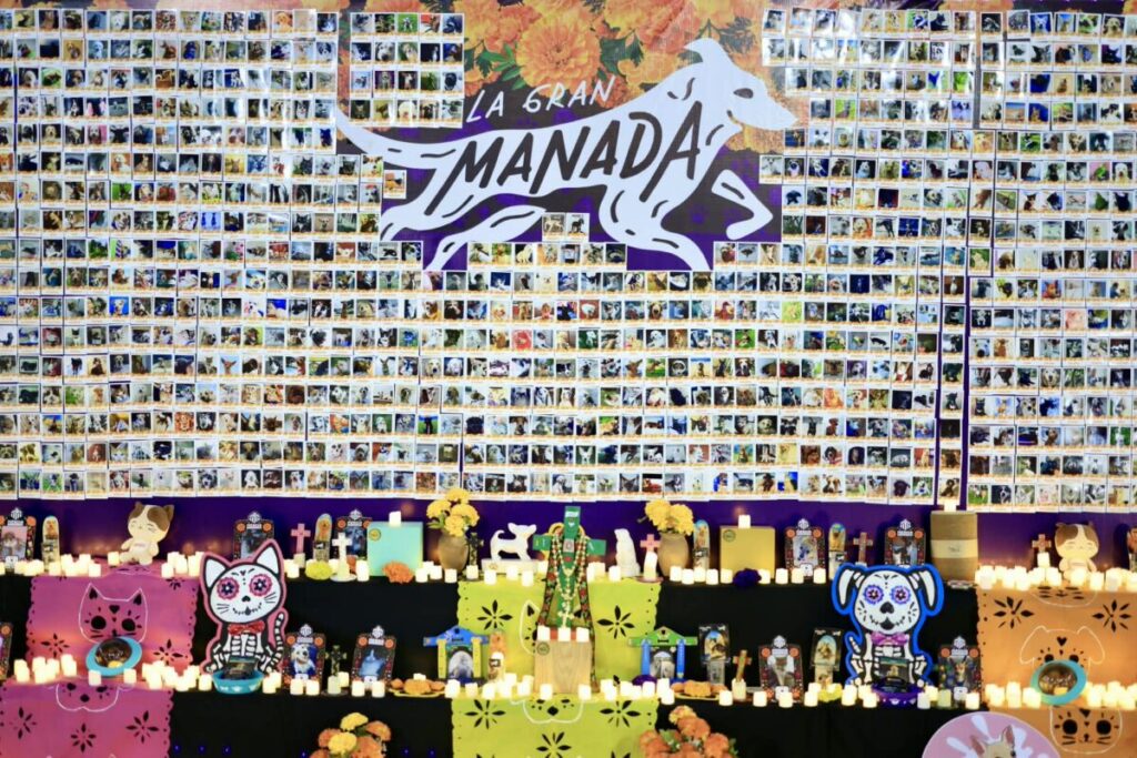 Celebra Cecilia Patrón la vida y memoria de los animales de compañía con el Pixán Peek