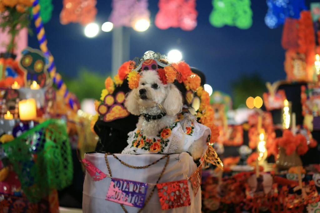 Celebra Cecilia Patrón la vida y memoria de los animales de compañía con el Pixán Peek