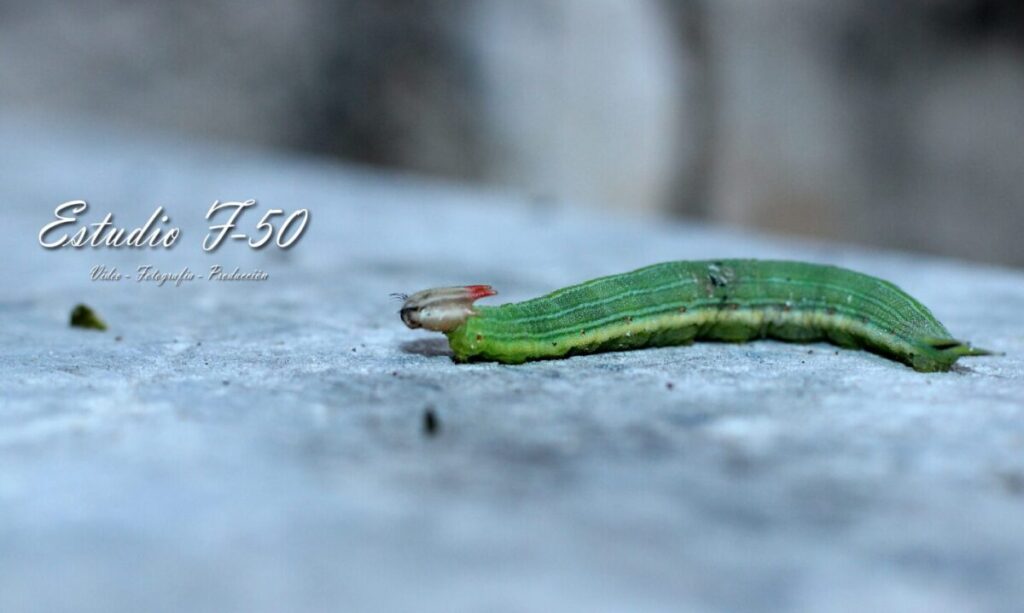La mariposa búho también habita en Yucatán; conoce sus características / Estudio F-50