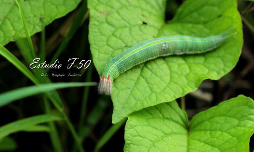 La mariposa búho también habita en Yucatán; conoce sus características / Estudio F-50